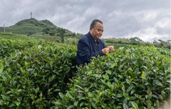 罗大友引领<a href=https://www.cnteaculture.com/tag/zhongguo.html target=_blank class=infotextkey>中国</a><a href=https://www.cnteaculture.com/tag/chawenhua.html target=_blank class=infotextkey>茶<a href=https://www.cnteaculture.com/tag/wenhua.html target=_blank class=infotextkey>文化</a></a><a href=https://www.cnteaculture.com/tag/yanjiu.html target=_blank class=infotextkey>研究</a>院：正本清源，树正规标杆